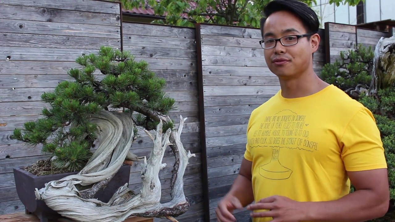 Michael Tran - Bonsai Empire