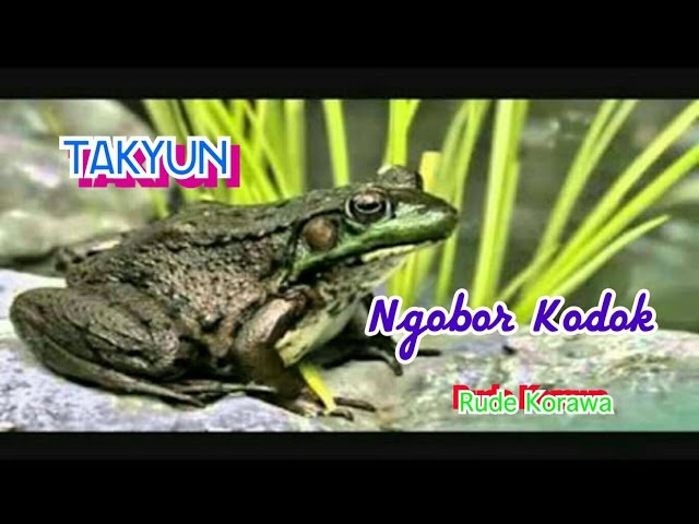 Takyun - Ngobor Kodok class=