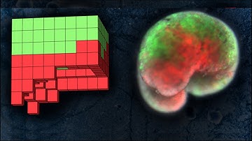 Scientists Create First Robots Made Totally Out of Living Cells