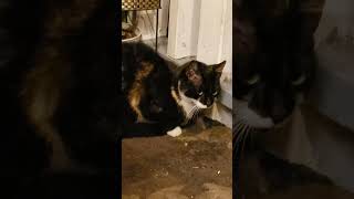 Каждая женщина-Волшебница😹🤣 #позитив #cat #цитаты #юмор #смех #котики