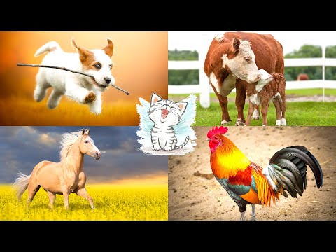 Видео: Домашние животные для детей. Сборник