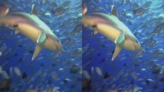 Sharks in Real 3D - LG Cinema 3D (My Favorite 3D Video)