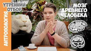картинка: Прямоходящие люди с обезьяньими мозгами. Елена Сударикова