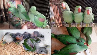 Raw Parrot Chicks Hand Feeding Tips Alexandrine Babies