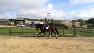 Nemo flatwork