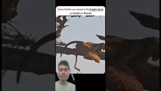 shoth video #shoths #videos #lion