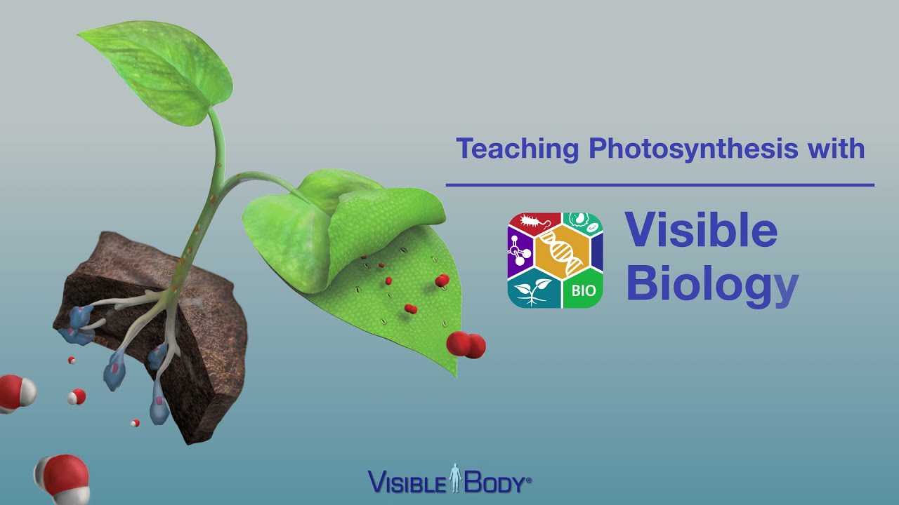 Building It Up And Breaking It Down Photosynthesis Vs Cellular Respiration