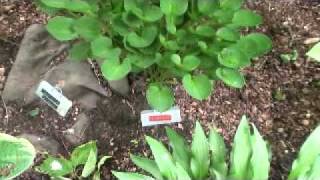 2011HHS_BusTour.avi
