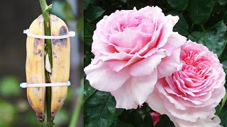 The Secret To Growing Roses By Cutting Branches Is 100% Successful With Bananas