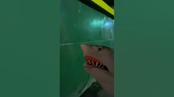 SHARK PUPPET GETS JUMPED!!!!!