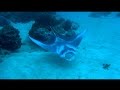 Scuba diving with a baby manta ray  bora bora 1080p