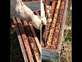 cria de abeja reina- preparacion colmena iniciadora