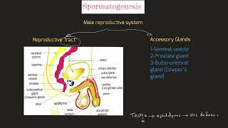 Spermatogenesis (1)