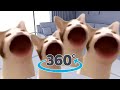 POP CAT 360° - Cat pop-pop in your room!