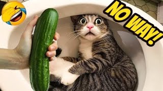 Funniest Animal Videos  Try Not To Laugh Cats And Dogs   CHARLIE #15