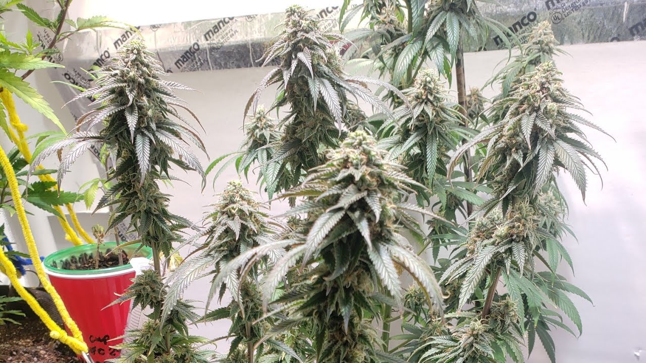 Strawberry Amnesia 🍓 Harvest Day! Sour D! Chronified! Flower Room Update!