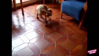 Dog chasing own tail - Funny Video - Compilation