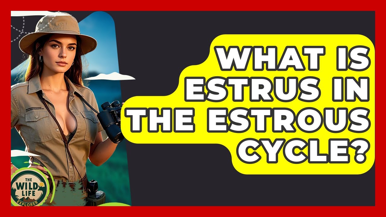 What Is Estrus In The Estrous Cycle? - The Wild Life Explorer