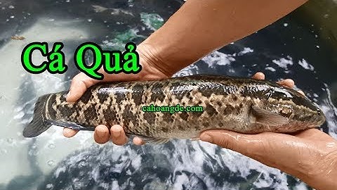 Cung cấp cá quả, cá lóc, cá xộp bán buôn trên cả nước