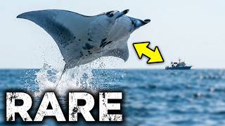 Flying Manta Ray Jumps Out of The Ocean in Slow Motion Why Do They Do It.