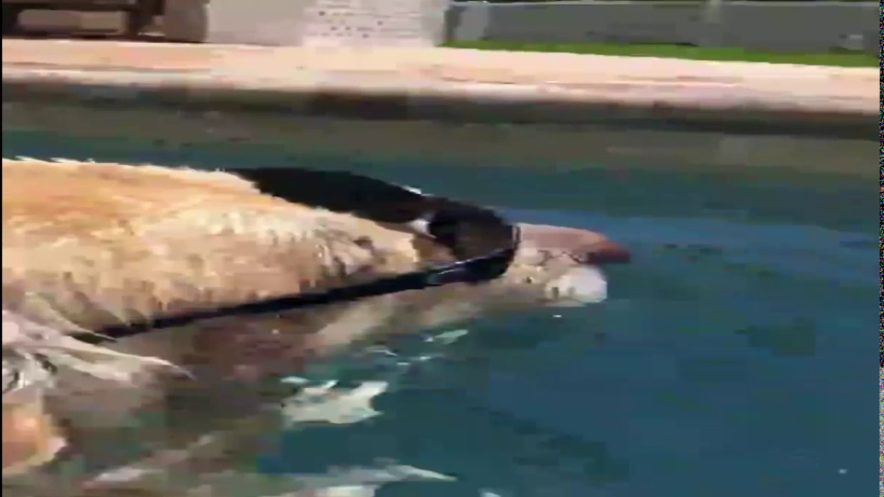 Funny Dog Swimming In pool - YouTube