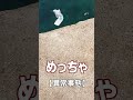 海が【異常事態】めちゃ釣りたい放題やん