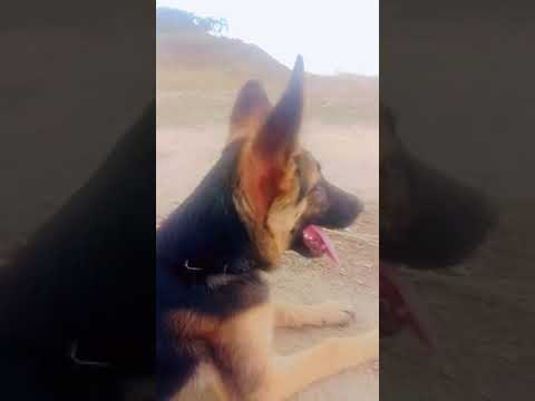 #viral #dog #lucy