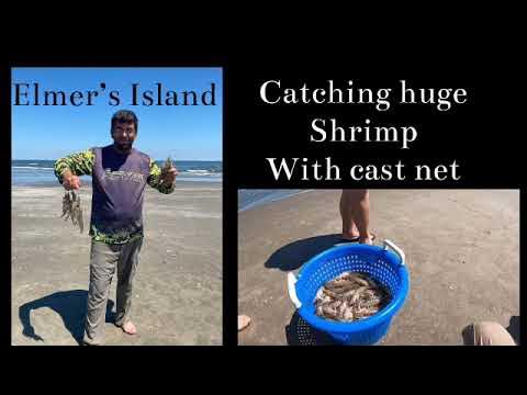 Catching Huge Shrimp with a cast net at Elmer's island 