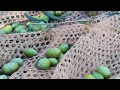 Так в Италии собирают оливки.