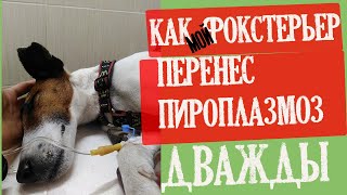 Как мой фокстерьер дважды выжил после пироплазмоза/Фоксблог