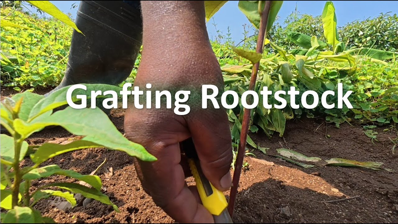 Лучший метод прививки для авокадовых деревьев!