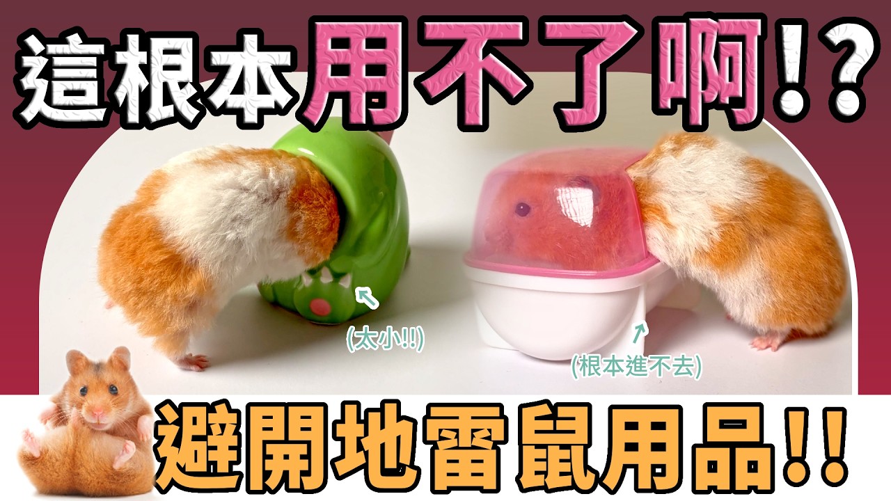 【不踩雷養鼠攻略】買倉鼠玩具？倉鼠飼料？鼠窩該怎麼挑？養倉鼠有哪些必備用品？來認識飼養鼠鼠必需品！教你選購鼠鼠用品~ 避開地雷不花冤枉錢｜愛鼠協會
