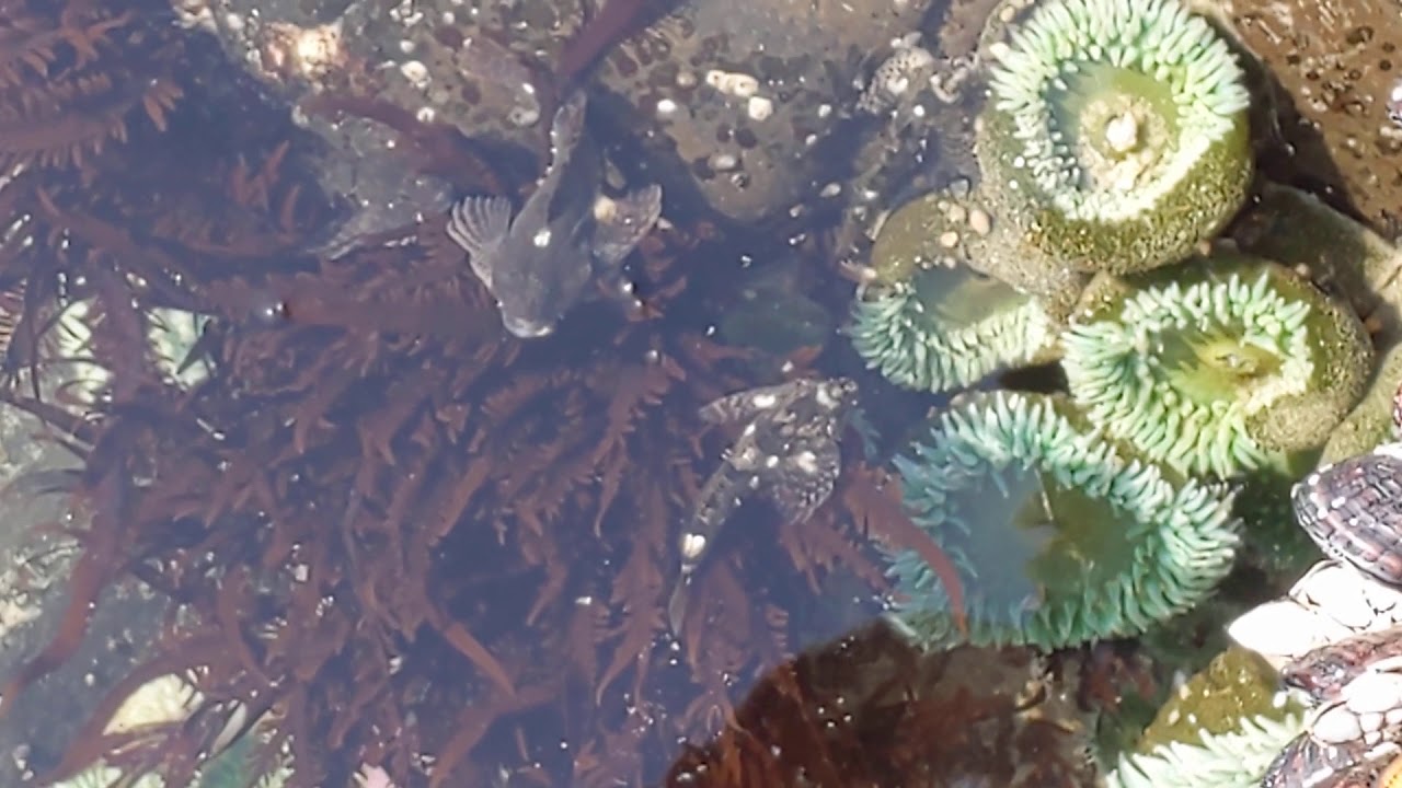 Yachats tide pools YouTube