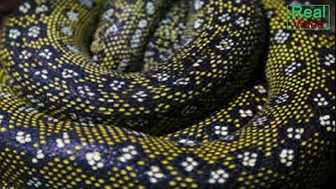 Snakeskin  સાપ ની કાચલી Real Video रियल वीडियो