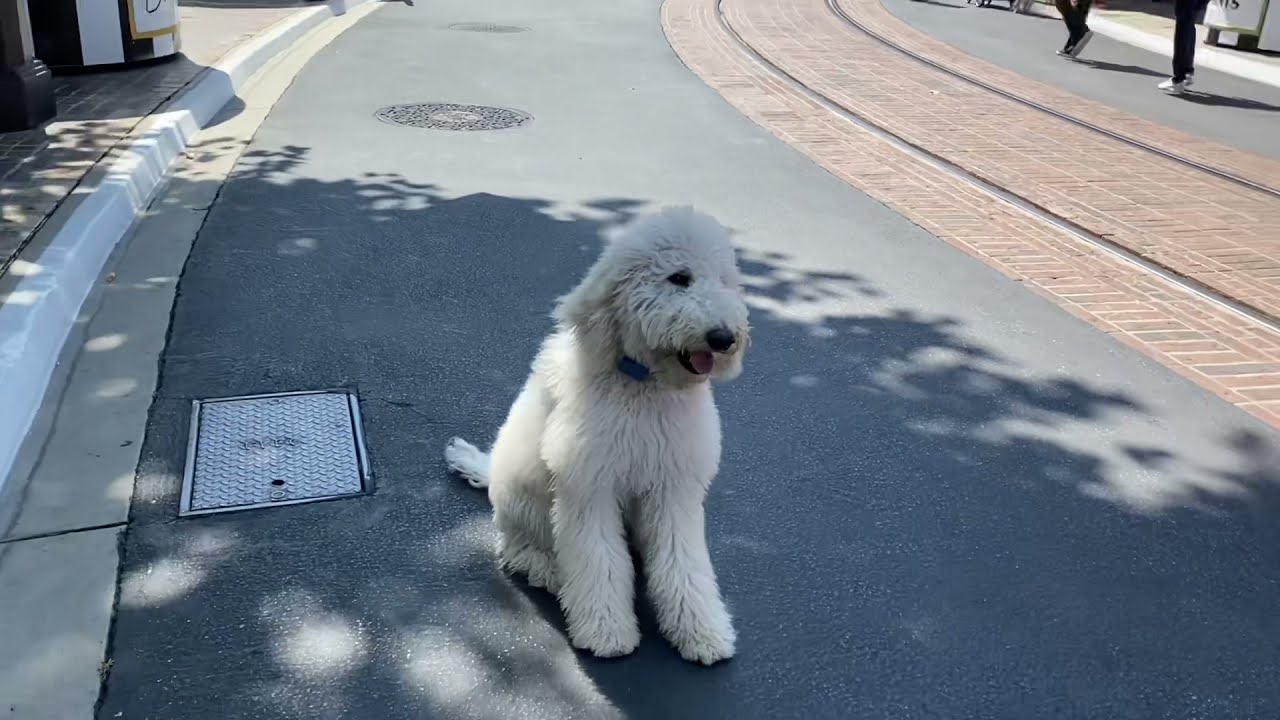 Standard Poodle Dog Training | Pierre | Los Angeles, CA