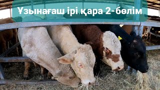 ҰЗЫНАҒАШ АМАНАТ МАЛ БАЗАРЫ 25.09.2022 ІРІ ҚАРА БАҒАЛАРЫ 2-БӨЛІМ #ангус #герефорд #акбас #алатау