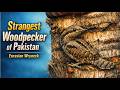 Strangest Woodpecker of Pakistan | The Secretive Eurasian Wryneck