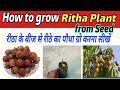 How to grow Ritha /Arretha Plant from seed. Grow Soapnut /Soapberry Plant from seed