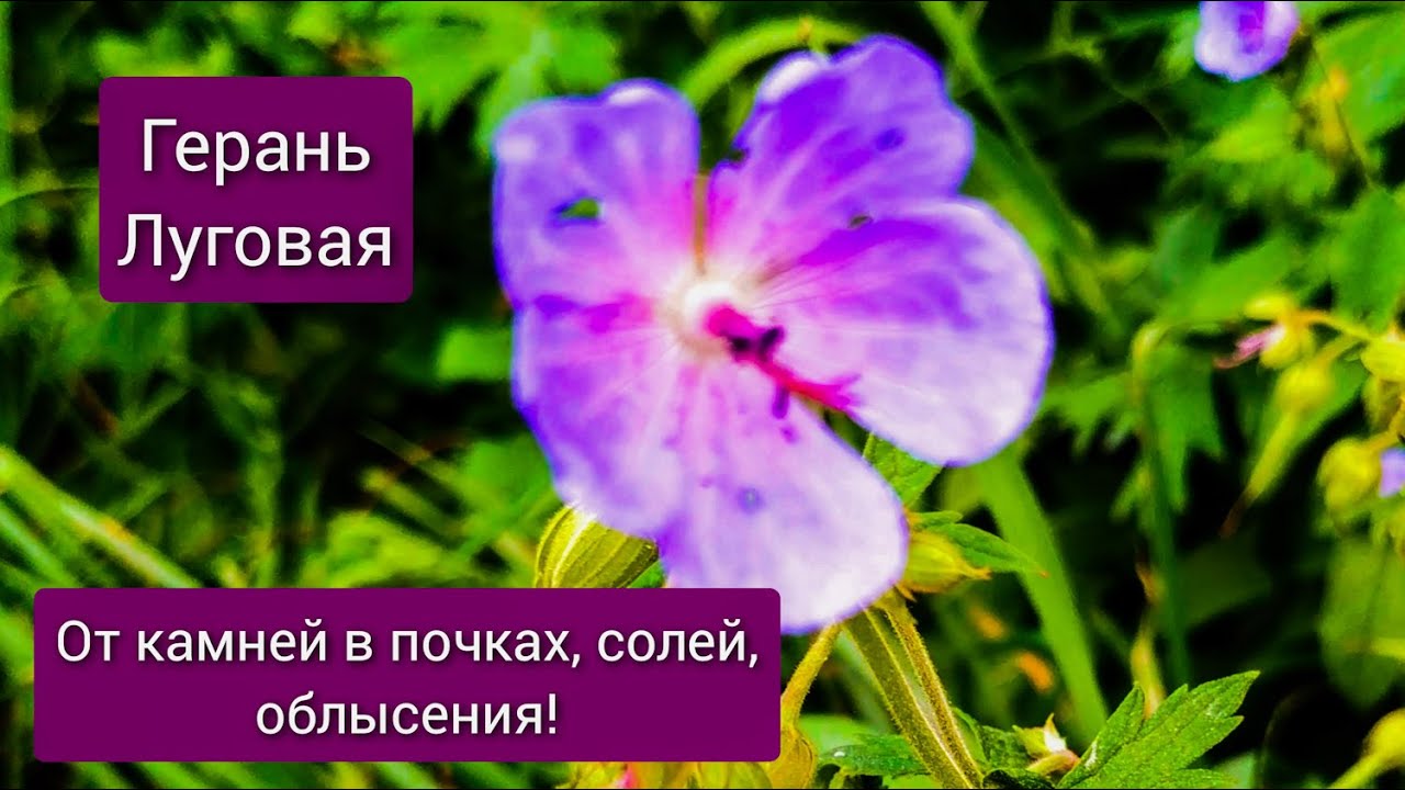 Герань Луговая. От камней в почках, облысения и отложения солей!