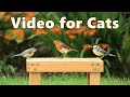 Videos for Cats ~ Pretty Little Birds Spectacular ⭐ NEW 8 HOURS ⭐