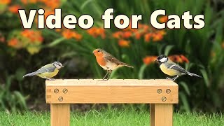 Videos for Cats ~ Pretty Little Birds Spectacular ⭐ NEW 8 HOURS ⭐