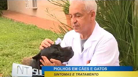 O que é bom para piolho de cachorro?