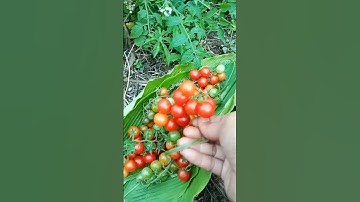 Panen buah tomat ceri segar di kebun #shorts
