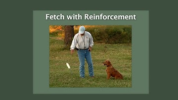 Bill Hillmann - Teaching the Fetch Command + Reinforcement with the Electric Collar