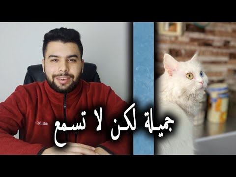 فيديو: لماذا يقولون أن القطط البيضاء صماء