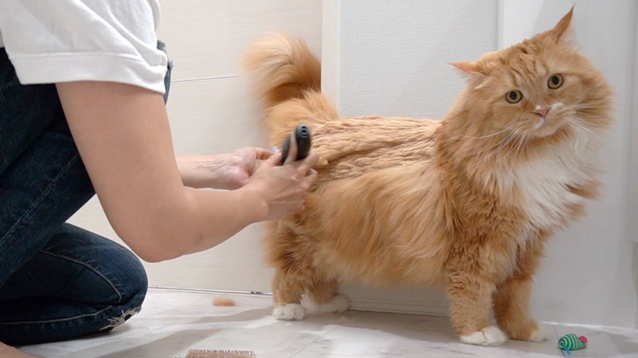 Summer Cuts I Got A Summer Cut On My Long Haired Cat And He Became A Lion Munchkins Youtube