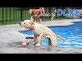 Pool Day After Watching Oshie&#39;s World - Daisy + Duke Days 48-51