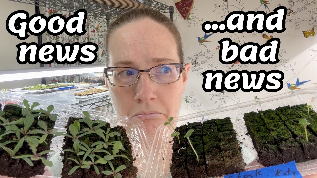 Seedling Update, and starting more!