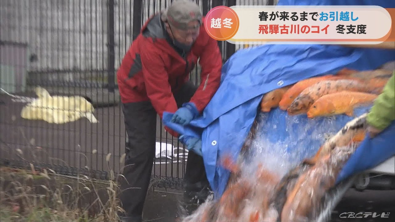 1000匹あまりのコイが冬を前にお引越し 岐阜・飛騨古川の瀬戸川から 