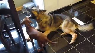 Zootopia German Shepherd playing with his sister Suzi.